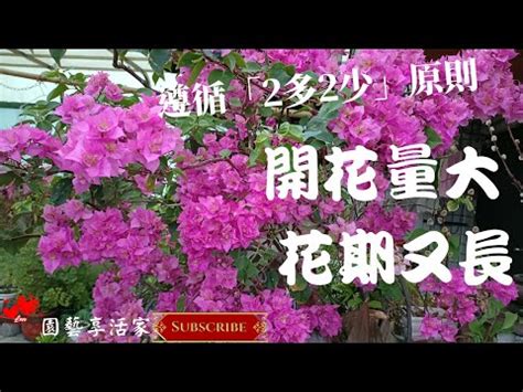 九重葛禁忌